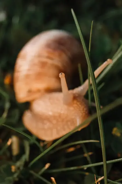 Hlemýžď