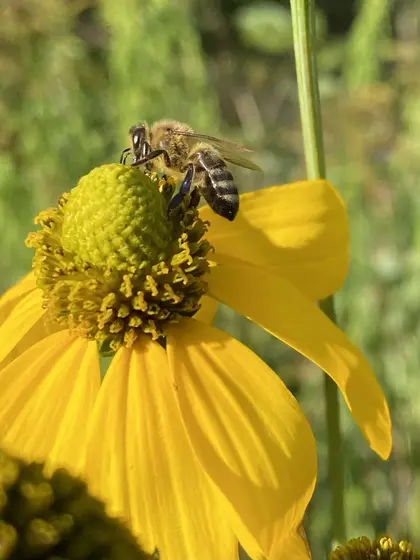 Třapatkovka (echinacea)